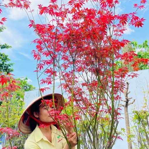Phong lá đỏ