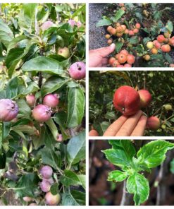 Cây Táo Lùn Mỹ đang trái xum xuê [Hết hàng]