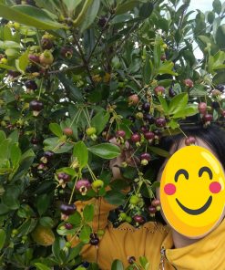 Cây Cherry Brazil gốc to tán sum suê cao 1m6 đến 1m8