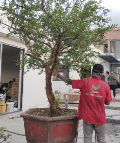 Cây Lựu đỏ