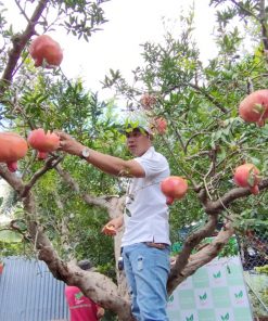 Cây Lựu đỏ Khánh Võ trăm năm tuổi đang độ rộ hoa trái chi chít