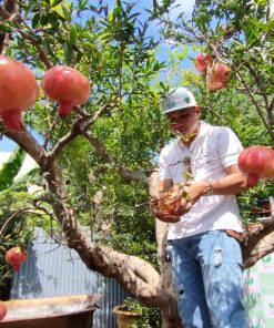 Cây Lựu trái đỏ Ấn Độ cổ thụ dáng thế đẹp
