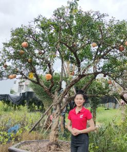 Cây Lựu đỏ cổ thụ dáng thế đẹp, trái màu đỏ đẹp mắt