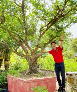 Cây Lựu đỏ 1 cốt thoát thân siêu trái hiếm gặp tại Việt Nam