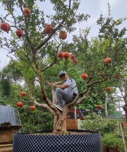Cây Lựu đỏ