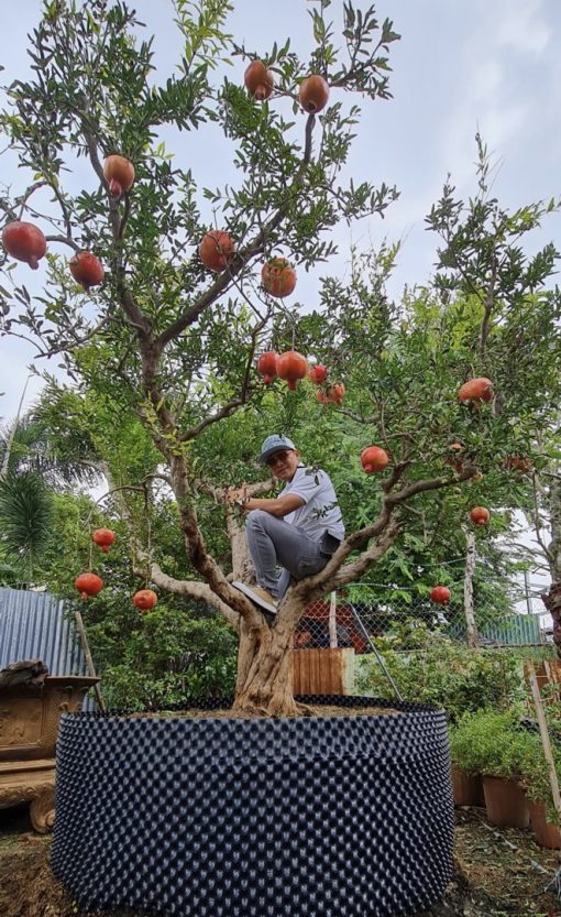 Cây Lựu đỏ