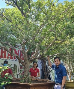 Cây Lựu đỏ cổ thụ đại gia phải xuýt xoa