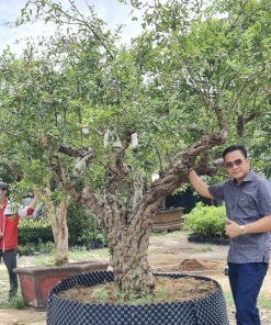 Cây Lựu đỏ trồng trước nhà mang vượng tài tới cho gia đình nhà chủ