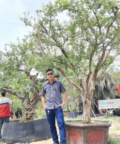 Cây Lựu đỏ cổ thụ ngót trăm năm tuổi, hoa trái đỏ cây