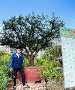 Cây Lựu cổ thụ hơn 100 năm tuổi có hoa đỏ, trái đỏ