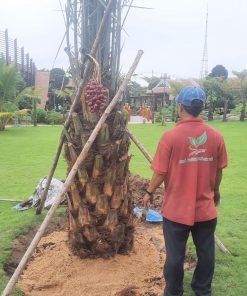 Cây chà là đỏ Khenaizy trưởng thành đang trái nhiều