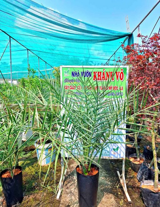 Cây Chà Là Barhee Trái Đỏ Cấy Mô Nhập Khẩu Iran