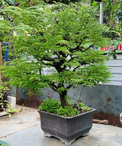 Cây Me bonsai