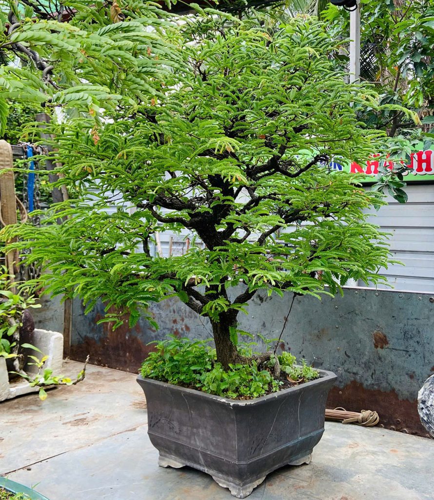Cây Me bonsai