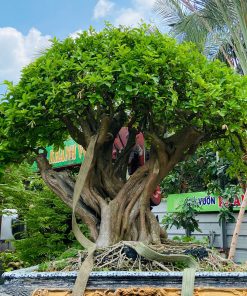 Cây Sơri bonsai