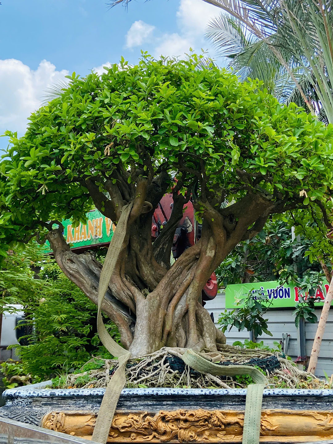 Cây Sơri bonsai