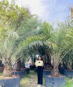 Chà Là Trung Đông Cảnh Quan Cao Cấp