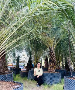 Chà Là Trung Đông Cảnh Quan Cao Cấp