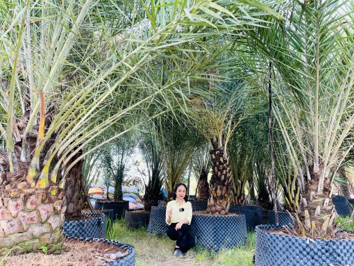 Chà Là Trung Đông Cảnh Quan Cao Cấp
