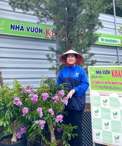 Cây Bằng Lăng Tím Thái