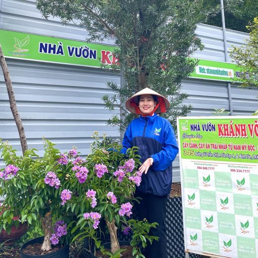 Cây Bằng Lăng Tím Thái