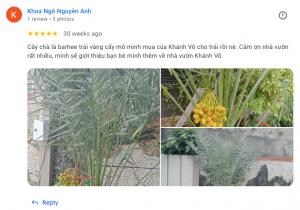 Cây Chà Là ra trái tại vườn nhà
