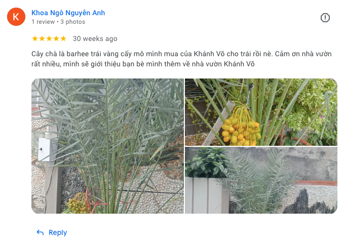 Cây Chà Là ra trái tại vườn nhà