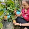 Cây chanh leo ngọt Colombia