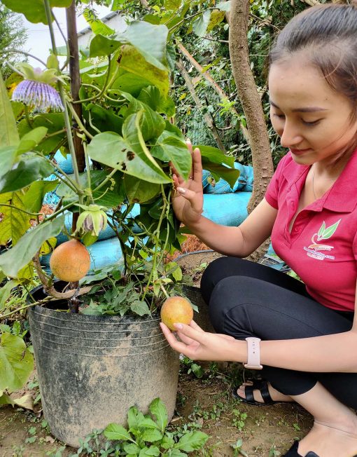 Cây chanh leo ngọt Colombia