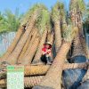 Cây công trình Chà Là cảnh