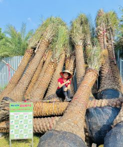 Cây công trình Chà Là cảnh