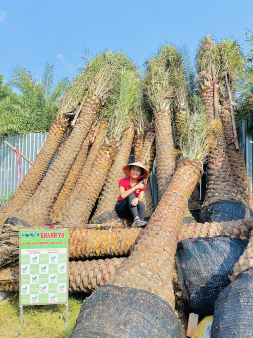 Cây công trình Chà Là cảnh
