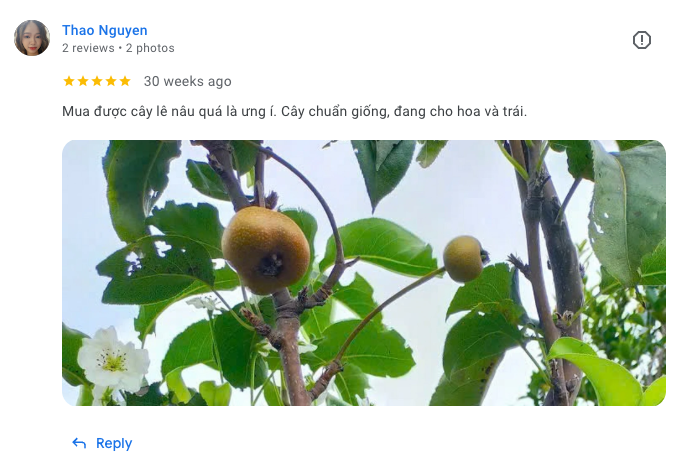 Cây Lê Nâu