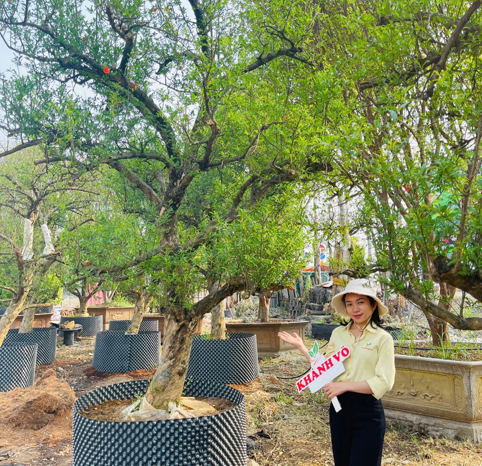 Cây Lựu Đỏ cổ thụ
