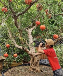Cây Lựu đỏ