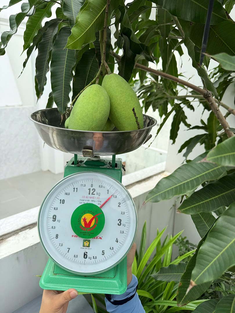 Cây Xoài Thái