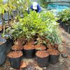 Nho Thân Gỗ đỏ 12 vụ