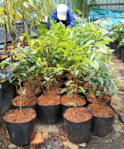 Nho Thân Gỗ đỏ 12 vụ