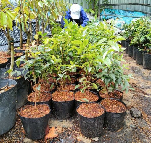 Nho Thân Gỗ đỏ 12 vụ