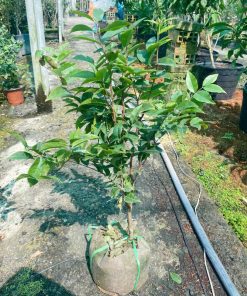 Cây Nho Thân Gỗ đỏ 12 vụ