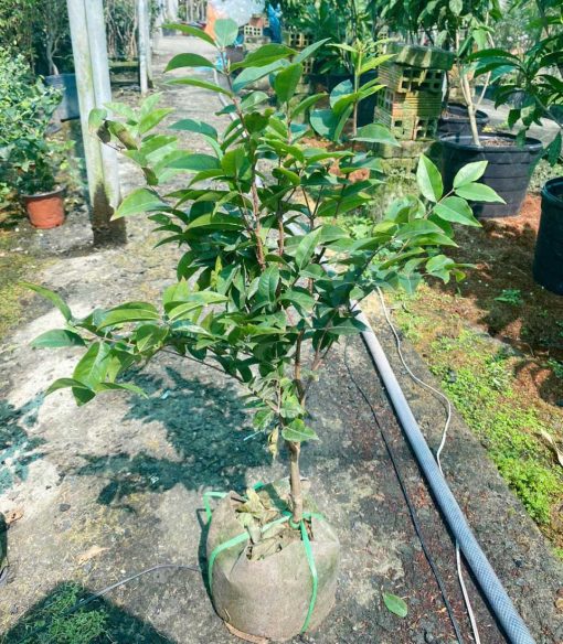 Cây Nho Thân Gỗ đỏ 12 vụ