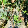 Nho Thân Gỗ đỏ 12 vụ