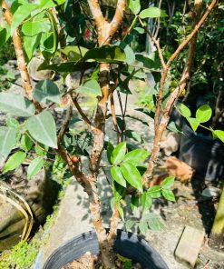 Nho Thân Gỗ đỏ 12 vụ