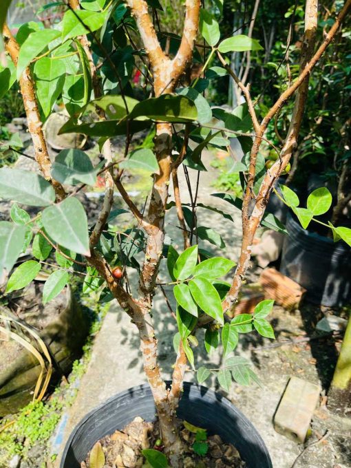 Nho Thân Gỗ đỏ 12 vụ