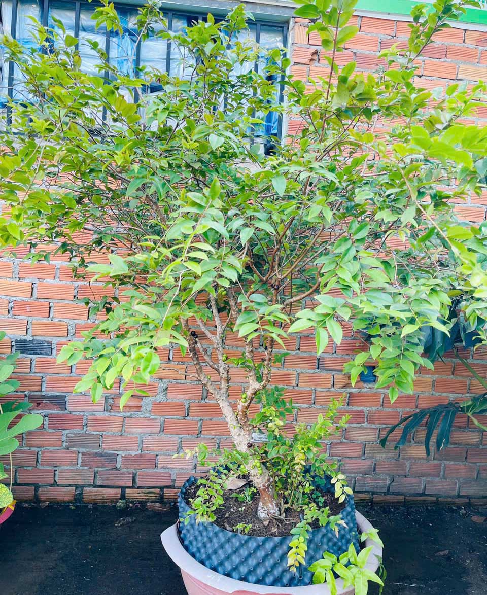 Nho Thân Gỗ tứ quý