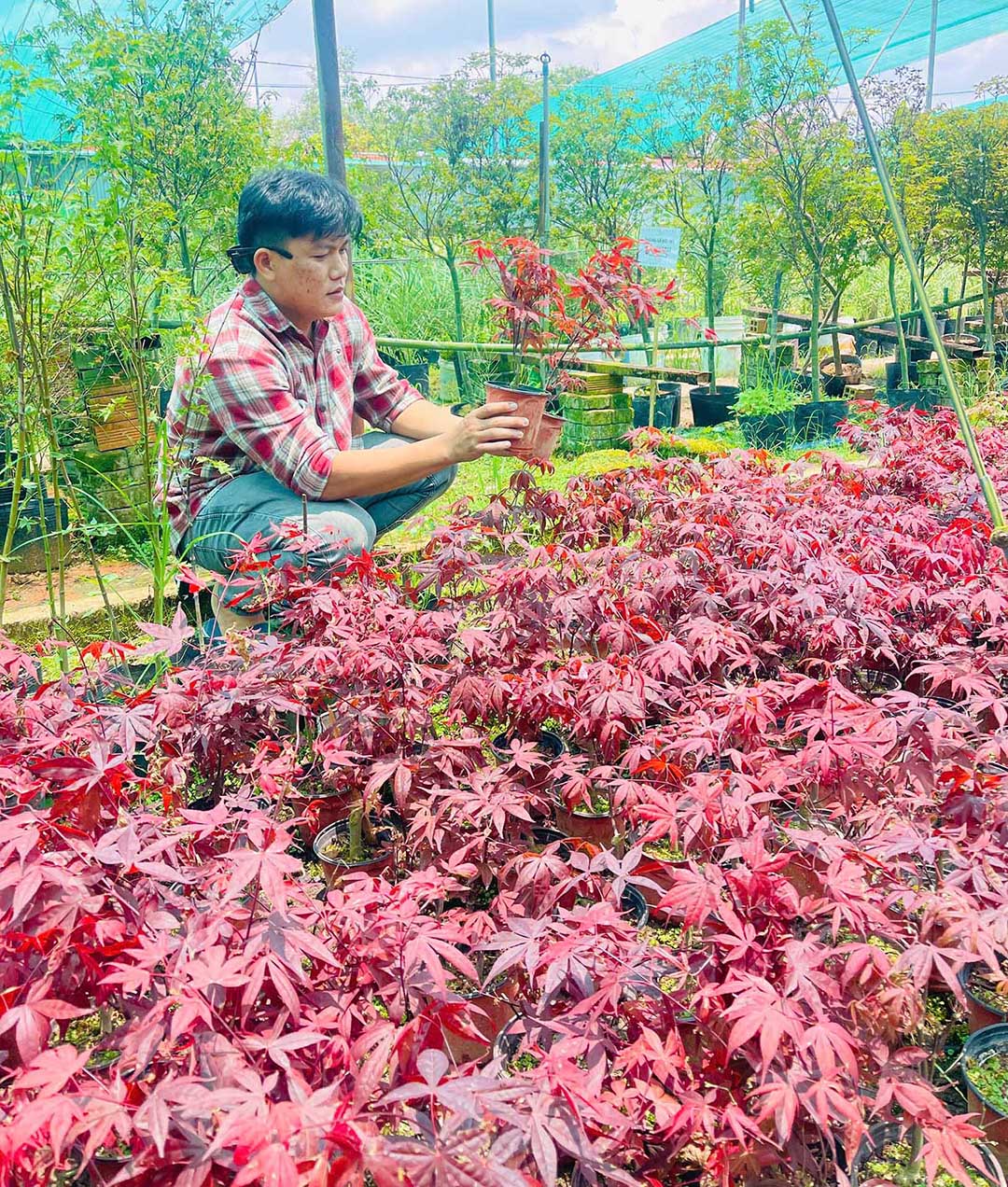 Phong Lá Đỏ