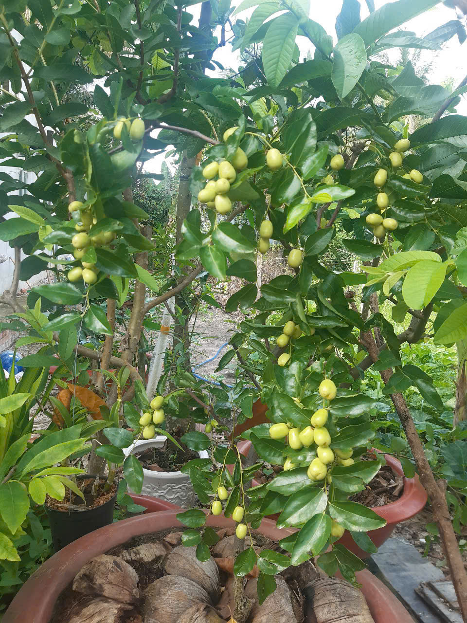 Cây Táo Tàu trồng chậu cho trái sum suê