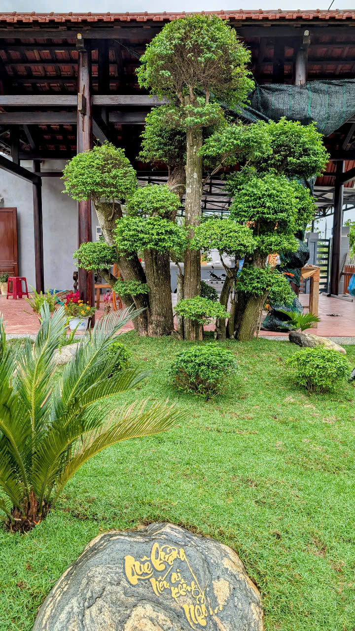 Mai Chiếu Thuỷ dáng tùng bonsai