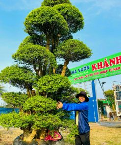 Mai Chiếu Thuỷ dáng tùng bonsai
