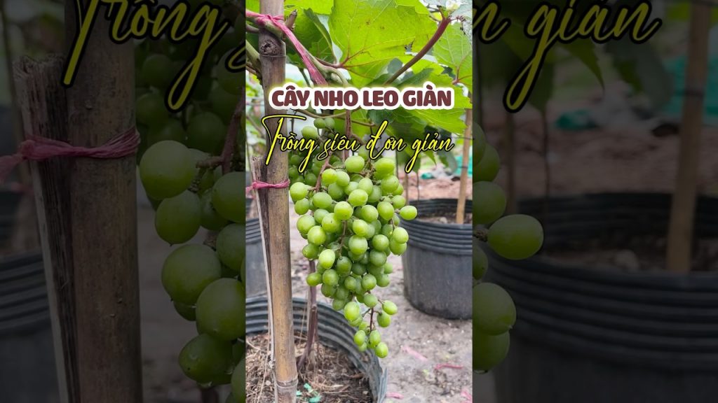 nho-leo-gian